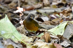 Turdus chrysolaus