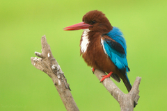 Halcyon smyrnensis perpulchra