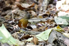 Turdus chrysolaus