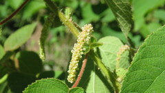 Acalypha plicata
