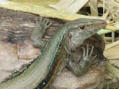 Pholidoscelis fuscatus