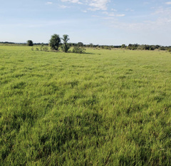 Urochloa dictyoneura