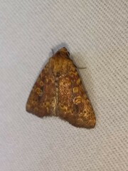Perigea xanthioides