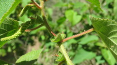Acalypha plicata