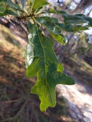 Quercus margaretiae