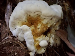 Serpula similis