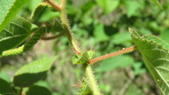 Acalypha plicata