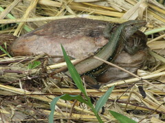 Pholidoscelis fuscatus