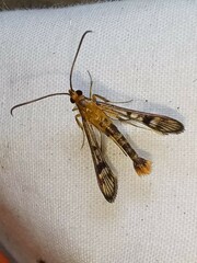 Synanthedon acerni