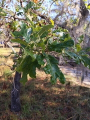 Quercus margaretiae