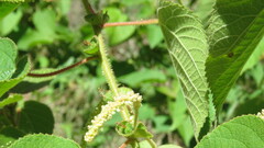 Acalypha plicata