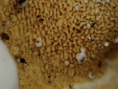 Serpula similis