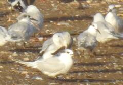 Thalasseus sandvicensis