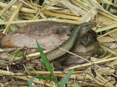 Pholidoscelis fuscatus