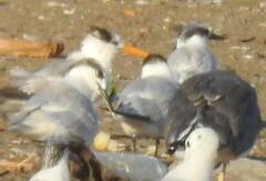 Thalasseus bengalensis