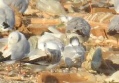 Chroicocephalus ridibundus