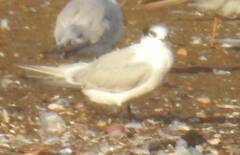 Thalasseus sandvicensis