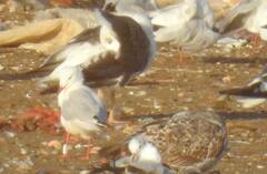 Chroicocephalus genei