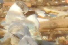 Thalasseus bengalensis