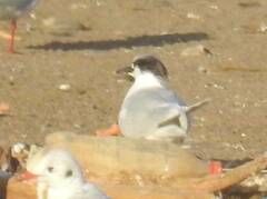 Thalasseus sandvicensis