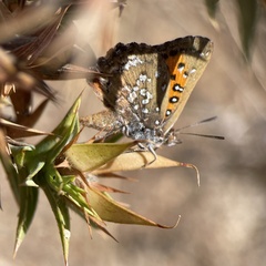 Aloeides thyra thyra