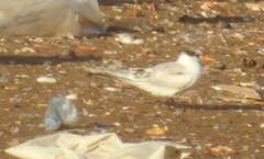 Thalasseus bengalensis