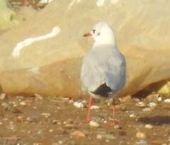 Chroicocephalus ridibundus