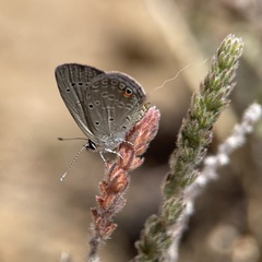 Eicochrysops messapus