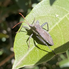Elasmopoda