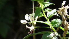 Cleome aculeata