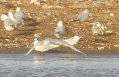 Thalasseus sandvicensis