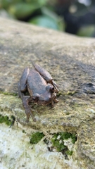 Dendropsophus columbianus