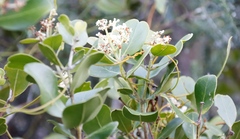 Olea capensis capensis