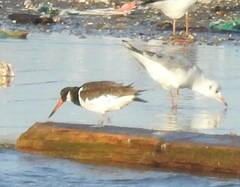 Haematopus ostralegus