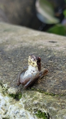 Dendropsophus columbianus