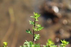 Rorippa cantoniensis