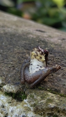 Dendropsophus columbianus