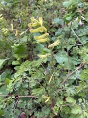 Corydalis balansae