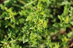 Rorippa cantoniensis