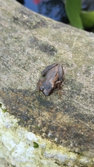 Dendropsophus columbianus
