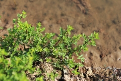 Rorippa cantoniensis