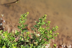 Rorippa cantoniensis