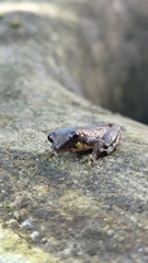 Dendropsophus columbianus