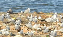 Chroicocephalus ridibundus