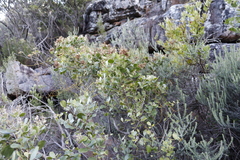 Olea capensis capensis