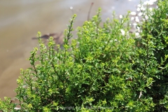 Rorippa cantoniensis