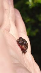 Dendropsophus columbianus