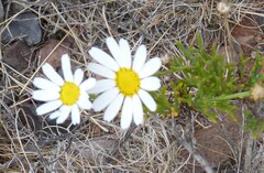 Argyranthemum