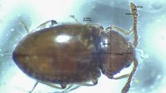 Atomaria lewisi