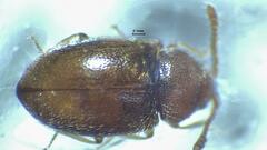 Atomaria lewisi